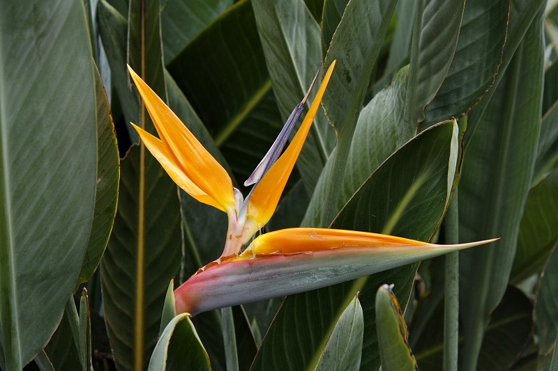 2009-11-06 22-03-35_1.jpg - "Vogelblume"